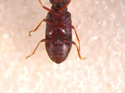 Dryophilus sp.